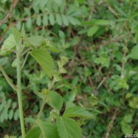 Acalypha lanceolata Willd.